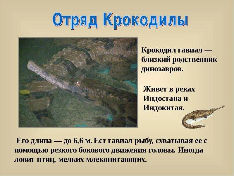Родственник крокодила. Близкий родственник крокодила. Миссисипский аллигатор. Ближайший родственник крокодила. Гавиал крокодил красная книга.