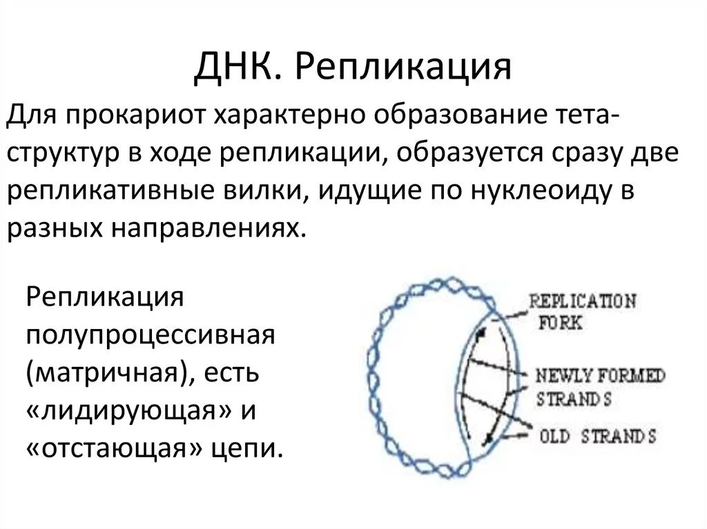 Кольцевая днк характерна для. Репликация ДНК У прокариот схема. Репликация ДНК У прокариот. Репликация ДНК У прокариот последовательность. Механизм репликации ДНК У прокариот.