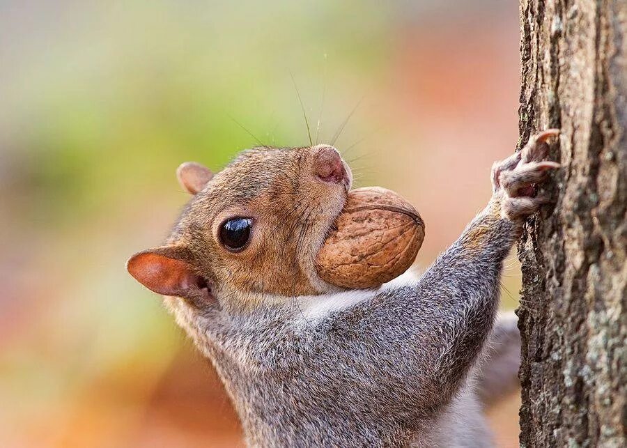 Счастливый ежик. Хомяк с цветочком. Животное позитив. Смех животные. Зверек с цветочком.