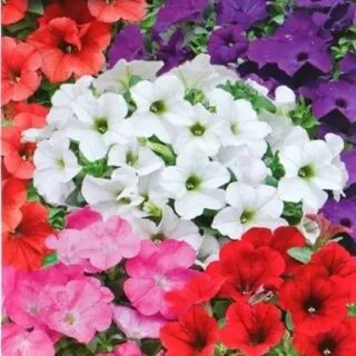 Петуния многоцветковая отзывы