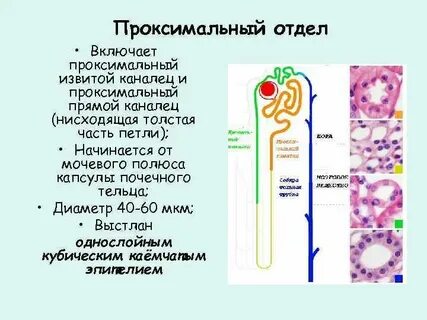 Выстилает канальцы почек