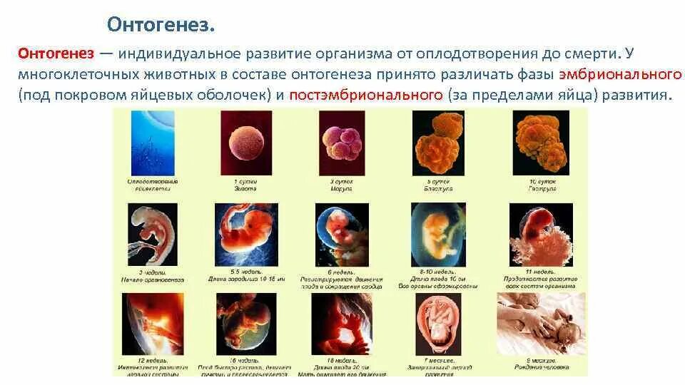 Таблица размножение и индивидуальное развитие (онтогенез) организмов. Онтогенез процесс индивидуального развития организма от. Онтогенез. Эмбриональный и постэмбриональный онтогенез.. Онтогенез таблица 10 класс биология. Основные этапы развития организмов