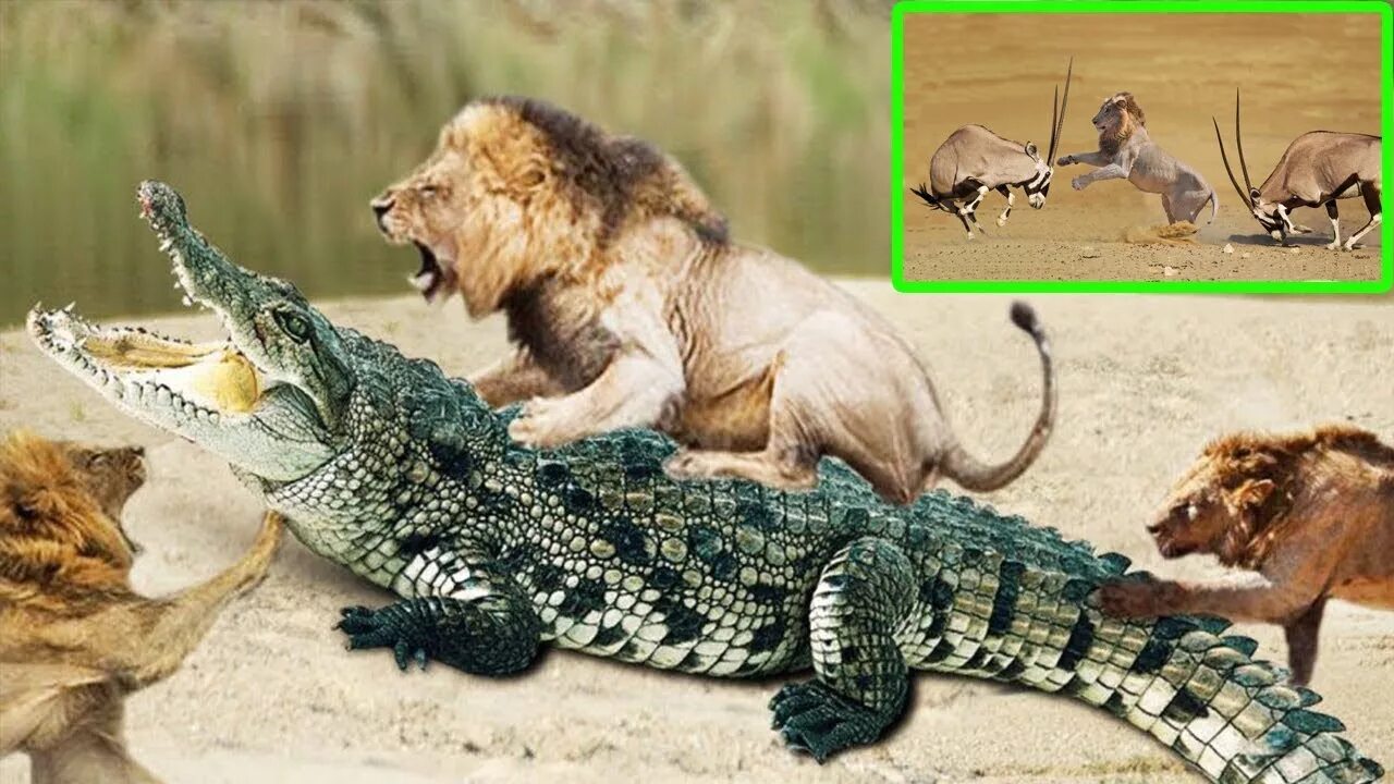 Тигр лев крокодил. Гребнистый крокодил против тигра. Аллигатор против тигра.