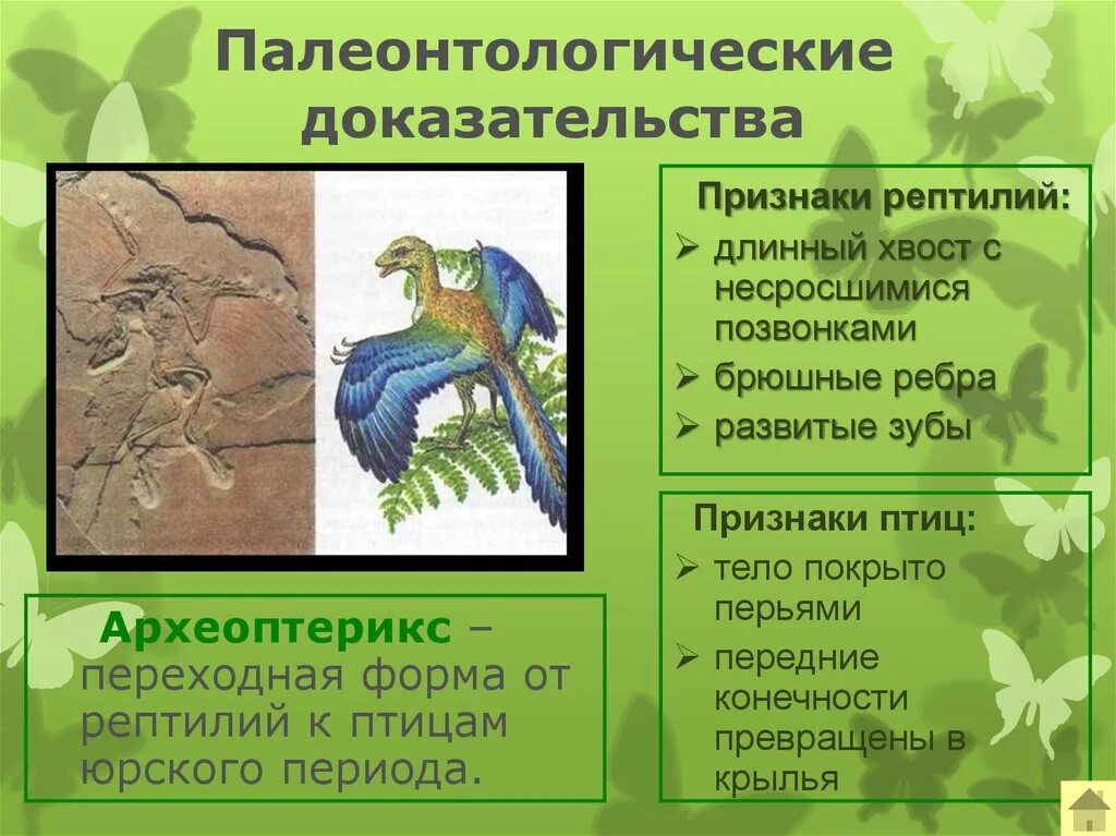 Признаки сходства с пресмыкающимися. Доказательство что Археоптерикс это переходная форма. Переходные формы доказательства эволюции Археоптерикс. Палеонтология Археоптерикс. Палеонтологические доказательства эволюции Археоптерикс.