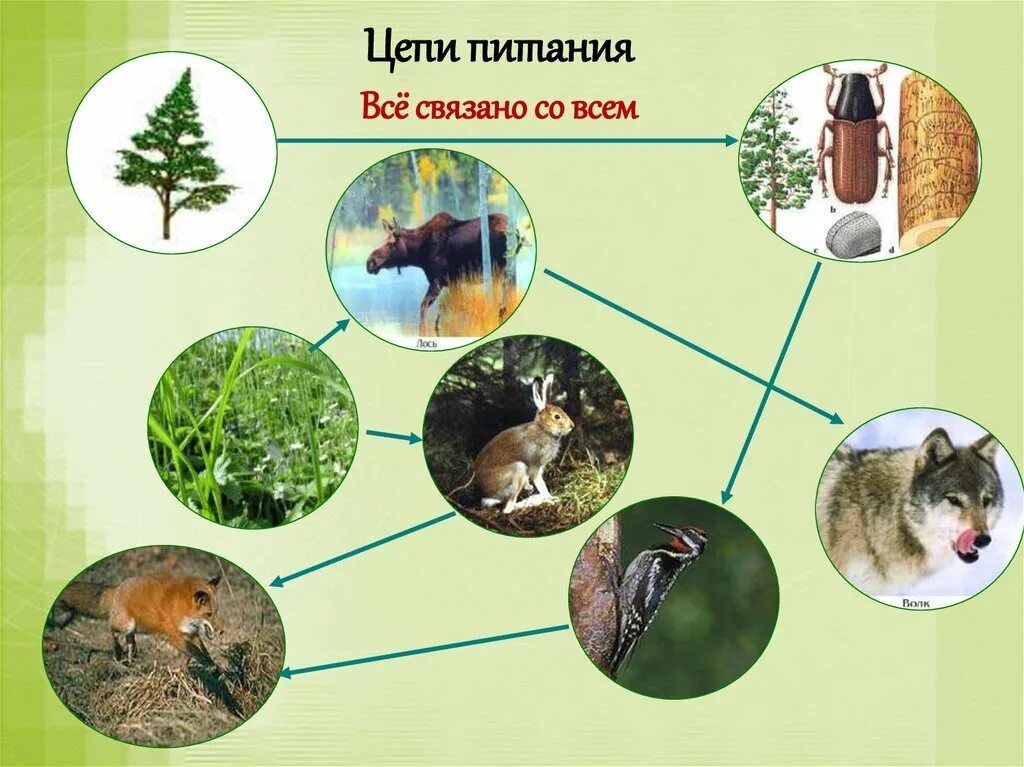 Цепи питания. Пищевая цепочка. Цепь питания леса. Цепь питания лесного сообщества. Среди перечисленных природных сообществ