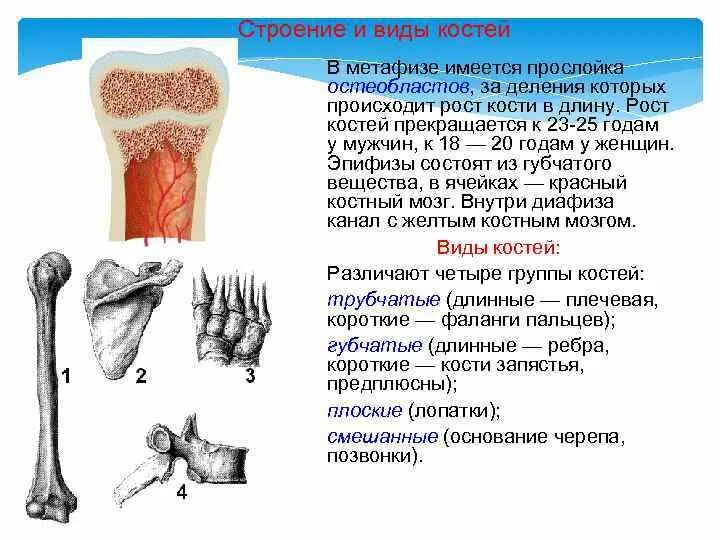 Опорно двигательная система соединения костей. Строение и виды костей. Строение и рост костей. Виды костей строение кости. За счет чего растет кость