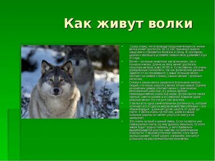 Серый волк информация