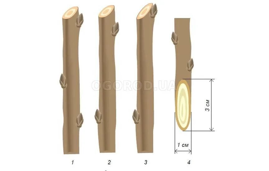Срез черенка. Правильный срез черенка. Заготовка черенков для прививки. Срез Чубуков.