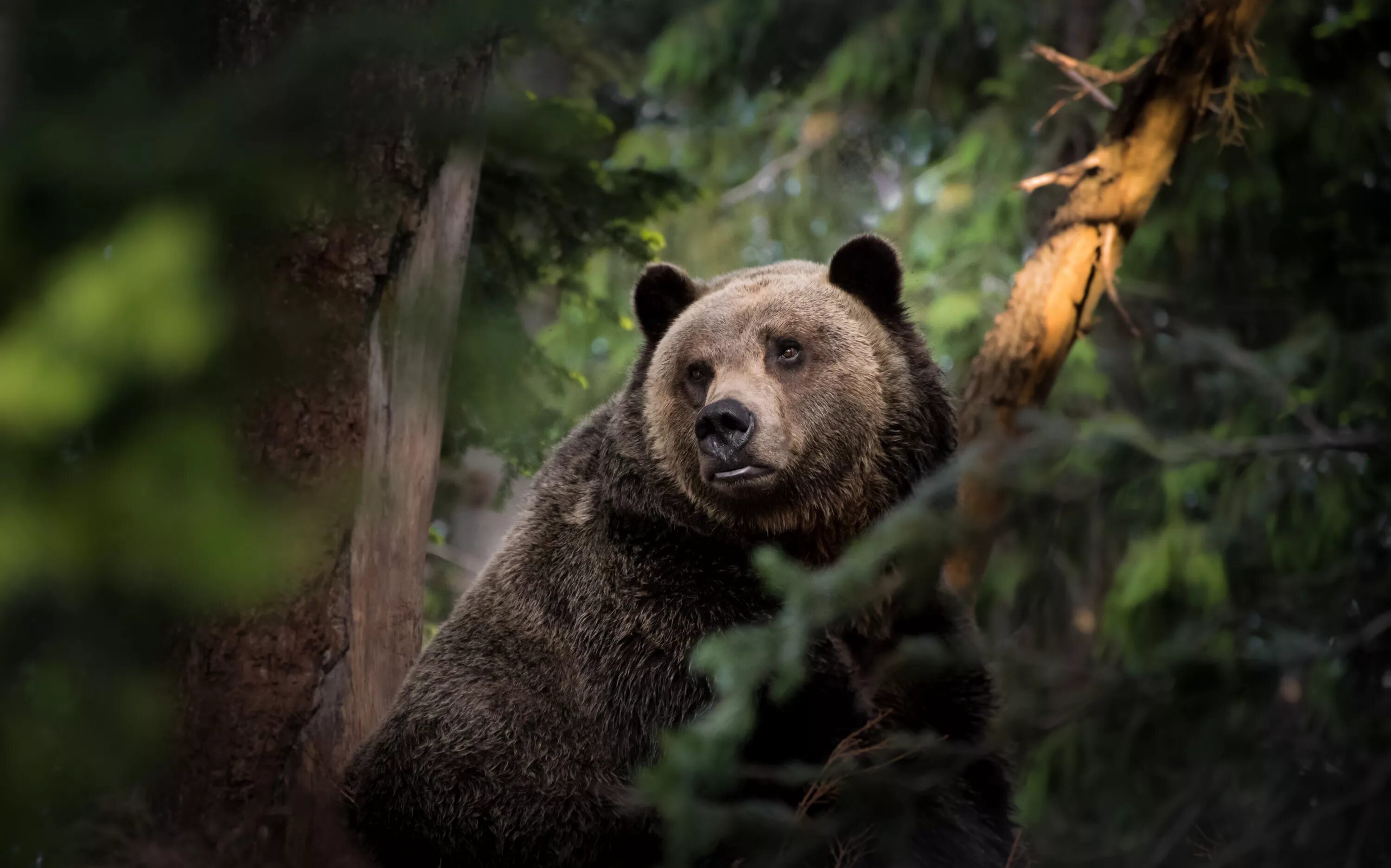 Бурый медведь во Владимирской области. Бурый медведь в тайге. Медведь в лесу.