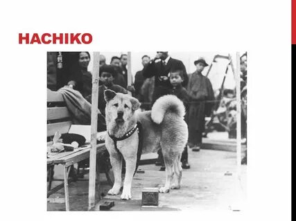 Сколько хатико ждал хозяина