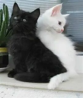1 кошка черный 2 белых