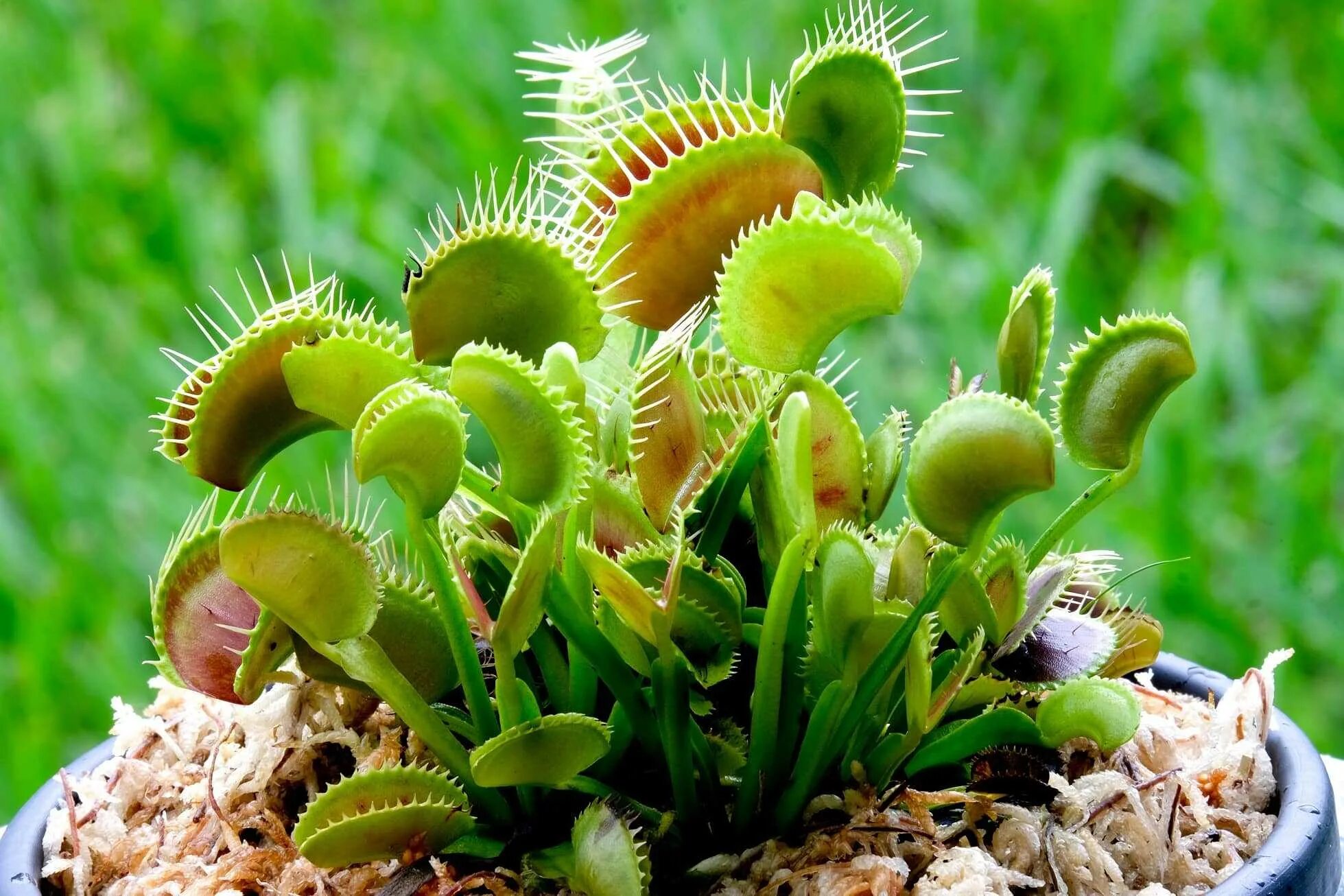 Венерина Дионея. Дионея мухоловка. Венерина мухоловка Dionaea