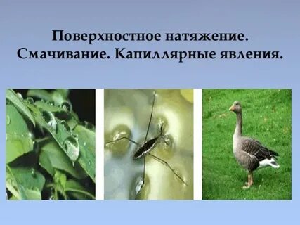 Примеры смачивания