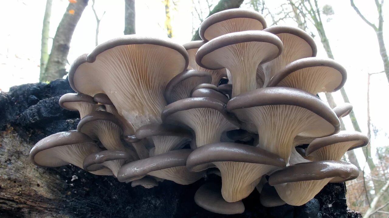 Вешенка обыкновенная (Pleurotus ostreatus). Вешенка устричная (Pleurotus ostreatus). Вёшенка обыкновенная грибы. Вёшенка обыкновенная / Pleurotus ostreatus. Вешанки или вешенки