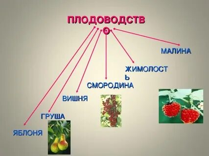 Чем занимается плодоводство