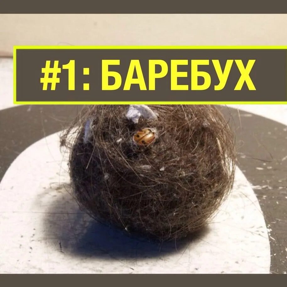 Баребухи у мужиков. Шапка из шерсти мамонта. Волосы извлеченные из желудка. Баребухи у мужиков. Баребухи у мужиков.