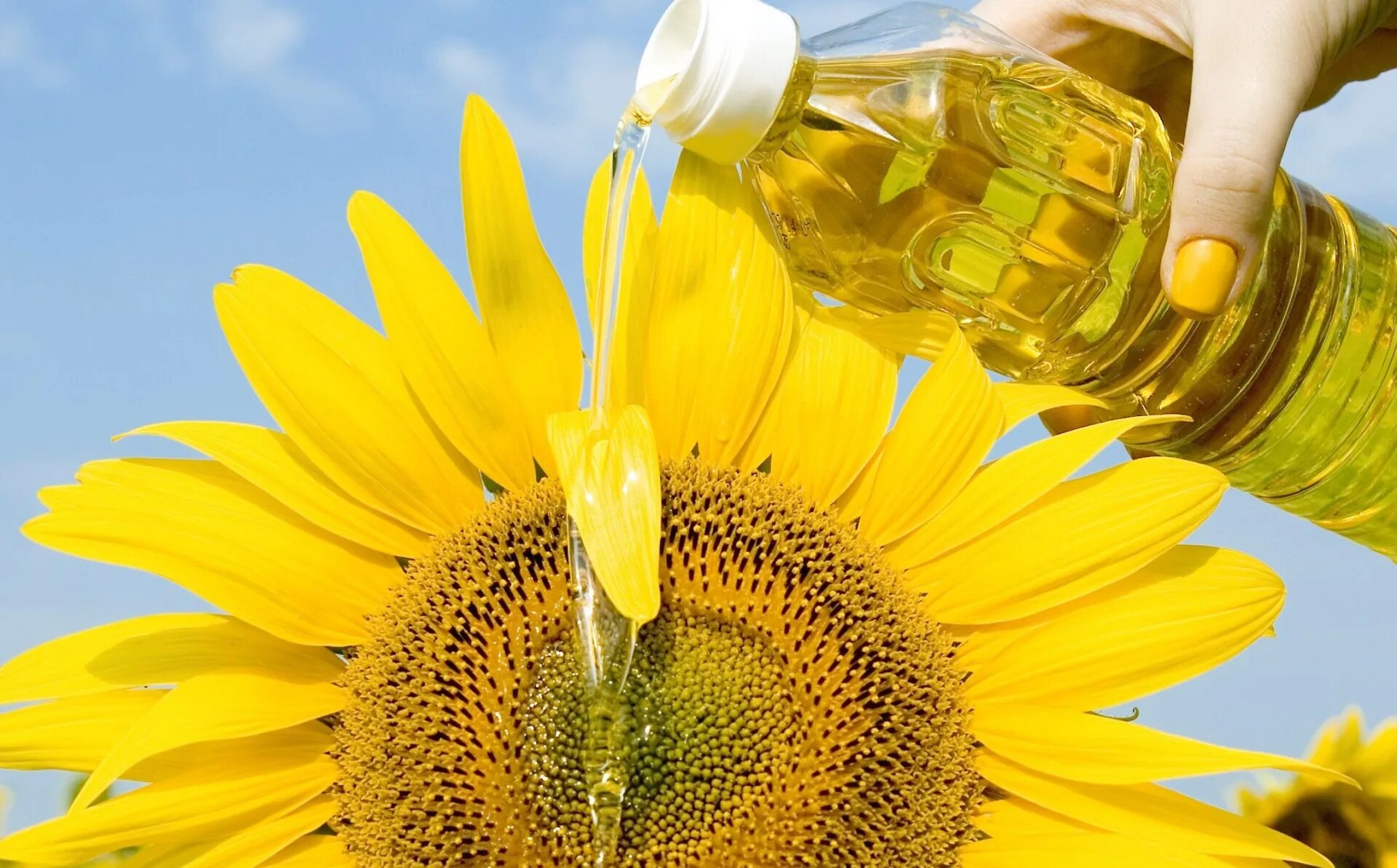 Русагро масло подсолнечное. Sunflower Oil e900. Разлитое подсолнечное масло. Подсолнечное масло наливают.