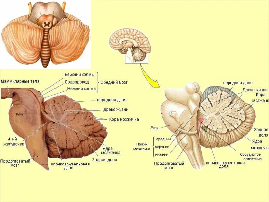 Мозжечок строение. Мозжечок вид сбоку. Зубчатое ядро мозжечка анатомия. Строение червя мозжечка.