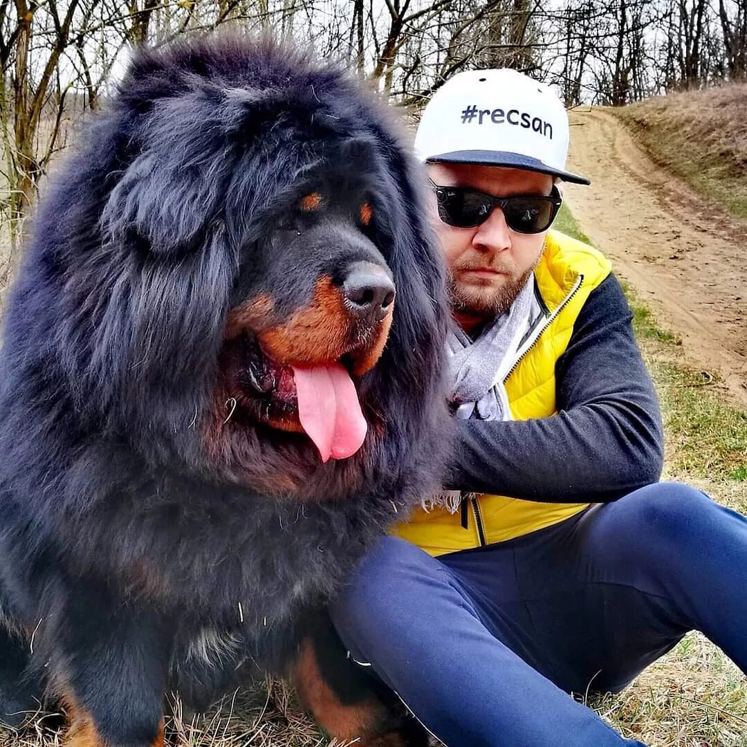 Огромная собака порода. Тибетский мастиф великан. Мастиф волкодав. Тибетский мастиф и волкодав. Тибетский мастиф злой.