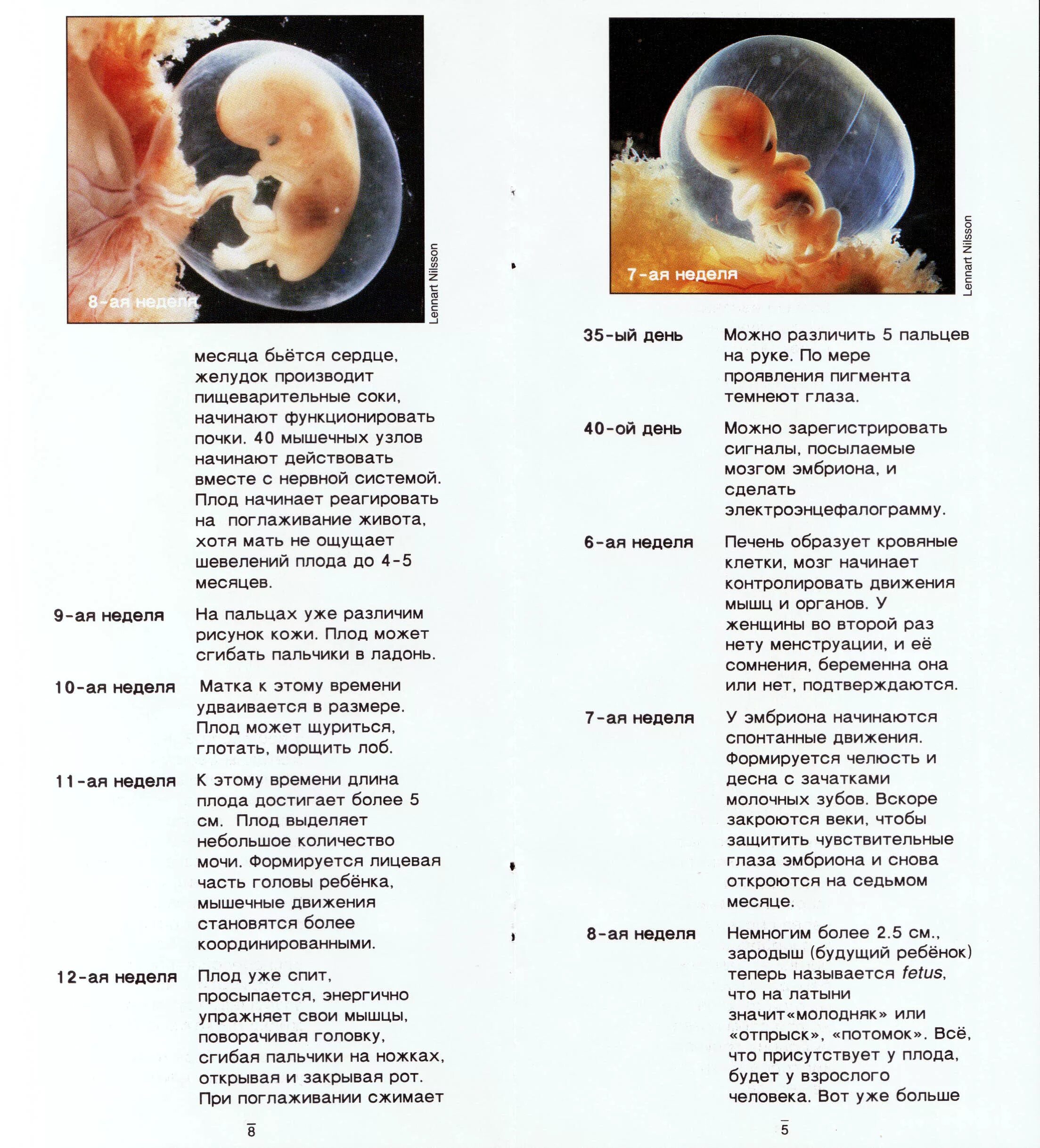 Эмбрион на какой неделе. Плод 2-3 недели беременности размер плода. Плод 3-4 недели беременности размер плода. Размер плода 5, 5 недель беременности.