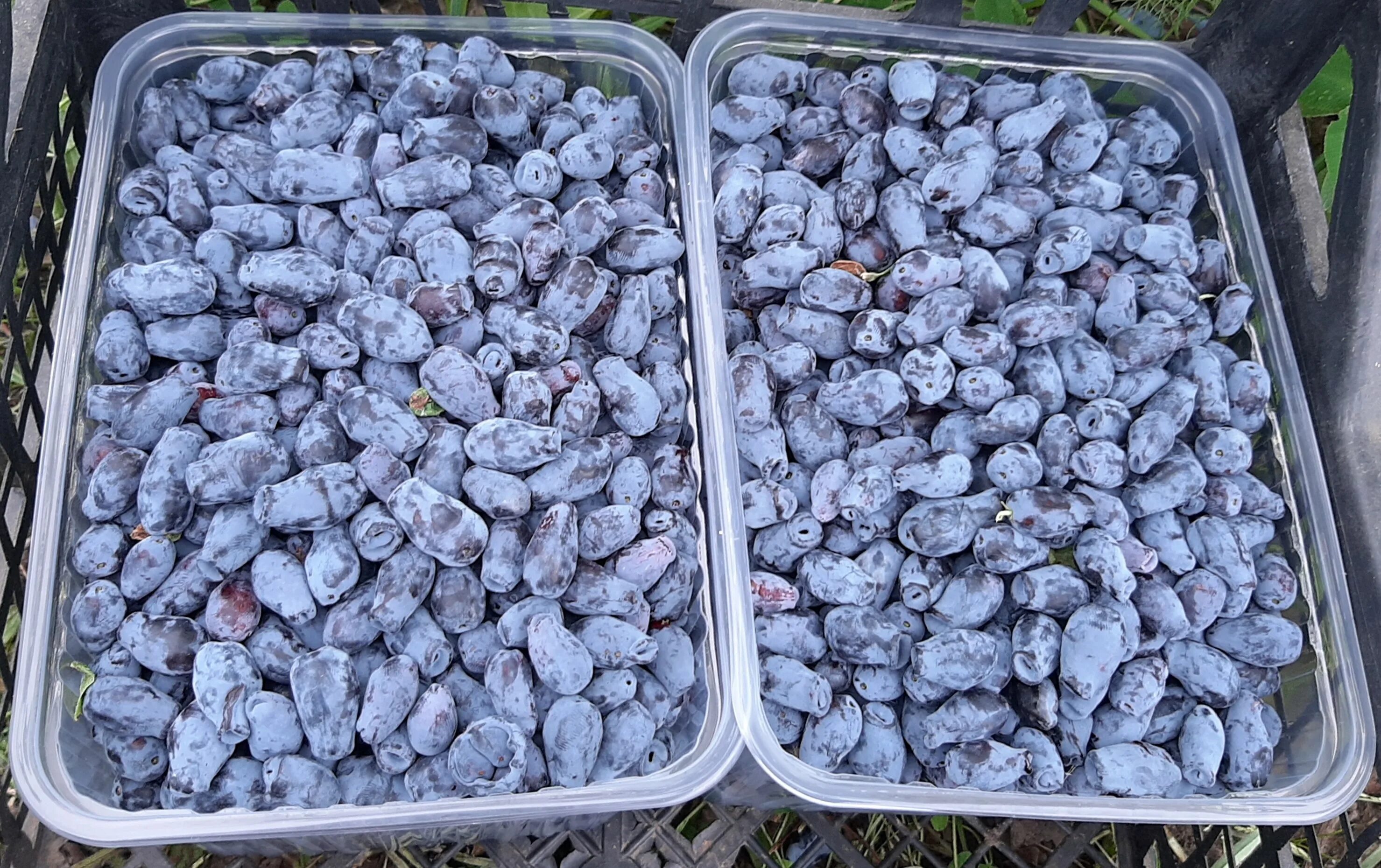 1 кг ягод 1. килограмм клубники. варенье. ягоды на пару без сахара. 200 грамм малины.