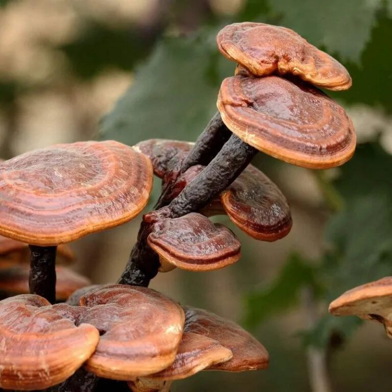 Ganoderma lucidum