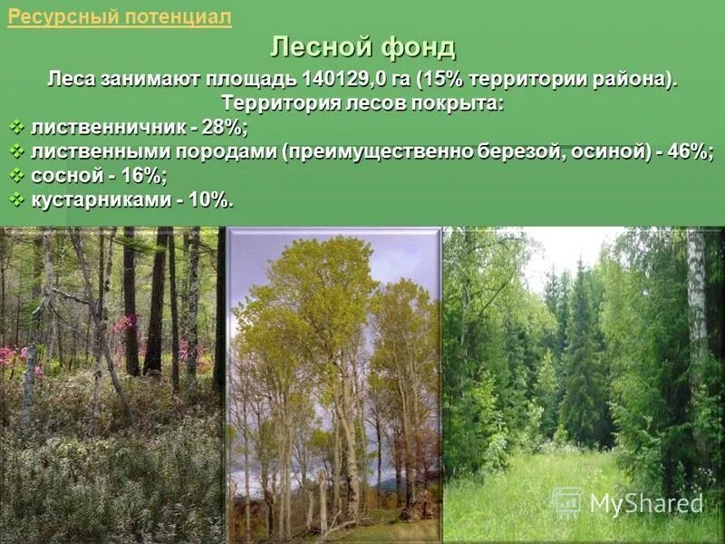 Основные лесные породы. Группы лесов лесного фонда. Занимаемая территория лиственного леса. Лесной фонд. Лесной фонд Карелии.