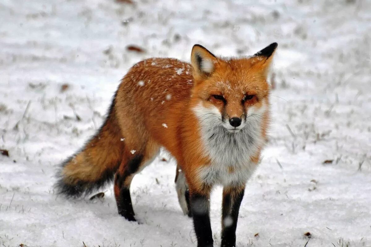 Looking back (x-post from r/foxes) 1023x682 Fox, Pet fox, Fox dog