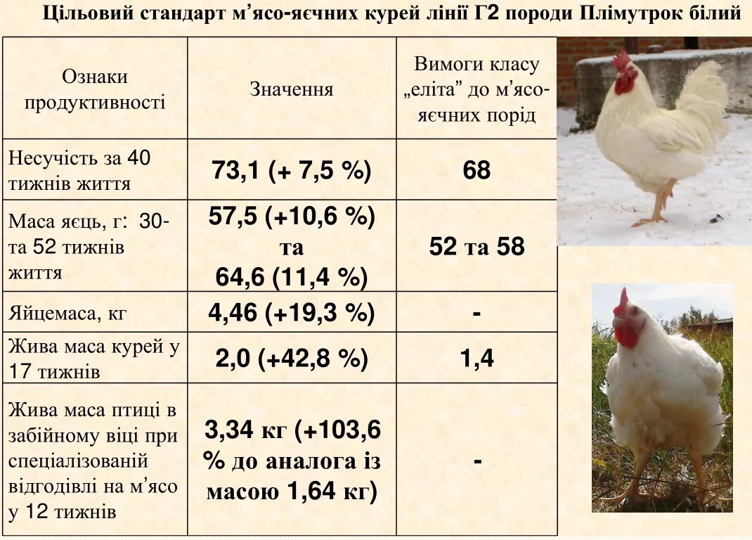 Курица мясо яичных пород бройлеров. Яичные породы кур несушек. Порода кур бройлер Несушка. Порода кур несушек мясо яичного направления. Яйцо мясная курица