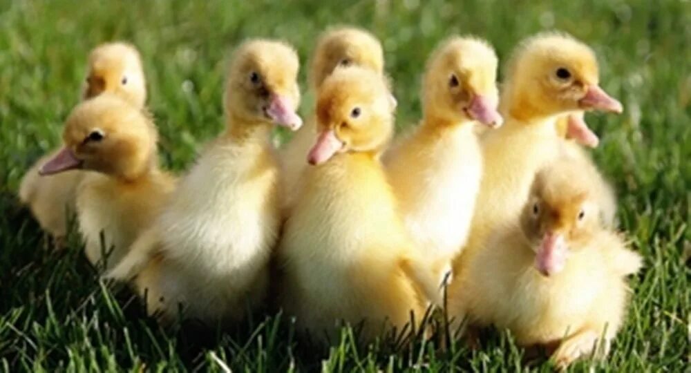 Индоутка мулард. Утка мулард. Муларды суточные. Муларды суточные. Муларды суточные.