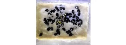 Стратификация хрена