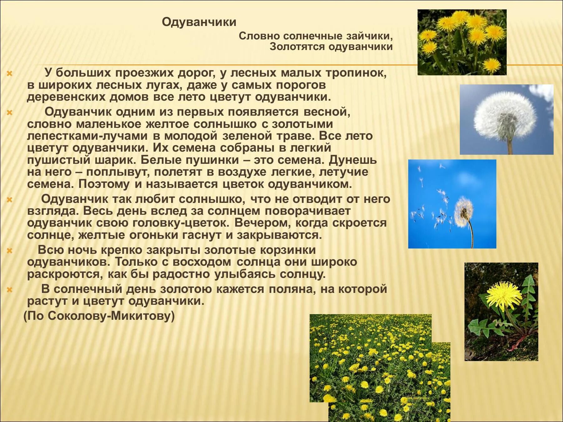 Одуванчик произведение 2 класс. Рассказать о одуванчике. Рассказ про одуванчик. Рассказтпро одувагчик. Одуванчик описание.