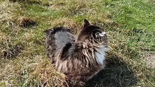 Кот держится. Дзен кот без лап. Держит кота. Кот без лап. Кот джимми satoria felis.