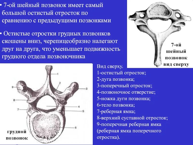 Тело позвонка шейного. 7 Шейный позвонок сбоку. 7 Шейный позвонок вид сбоку. 7 Шейный позвонок анатомия. Остистый отросток шейного позвонка.