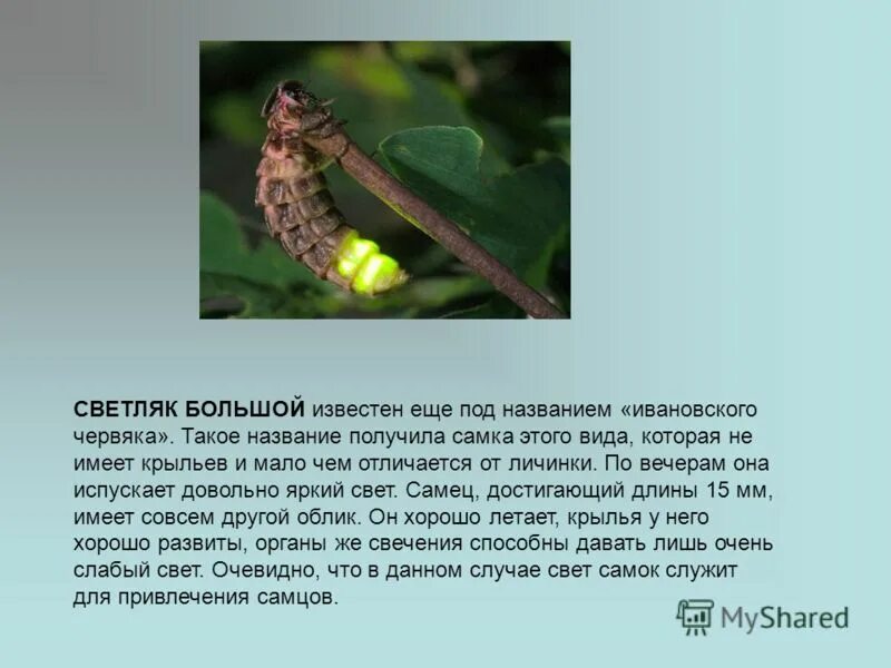 Светлячок факты для детей. Светлячки интересные факты для детей. Стихотворение светлячок. Интересные факты о жуках светлячках. Текст про светлячка.