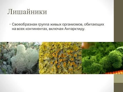Какой тип питания характерен для лишайников арктики