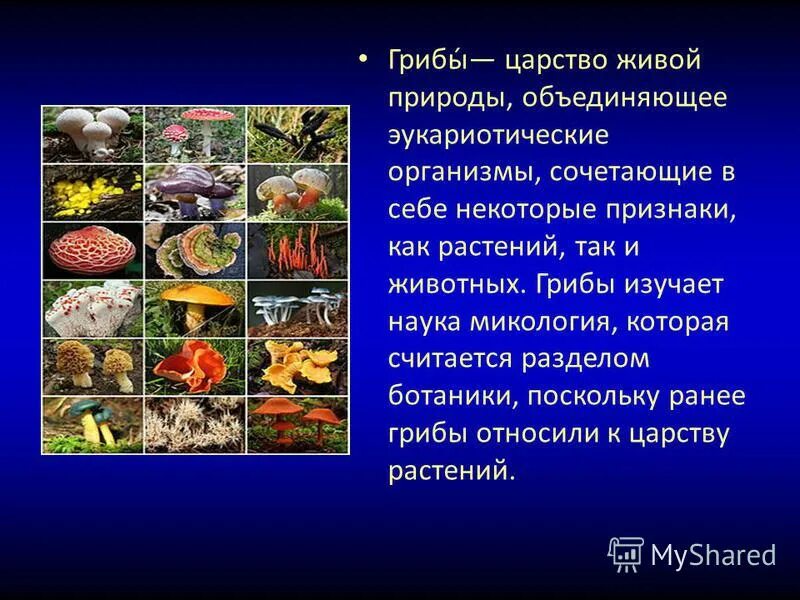 царство грибы их представители. классификация грибов одноклеточные и многоклеточные. царство грибы. царство грибы грибы грибы одноклеточные и многоклеточные. царства живых организмов грибы.