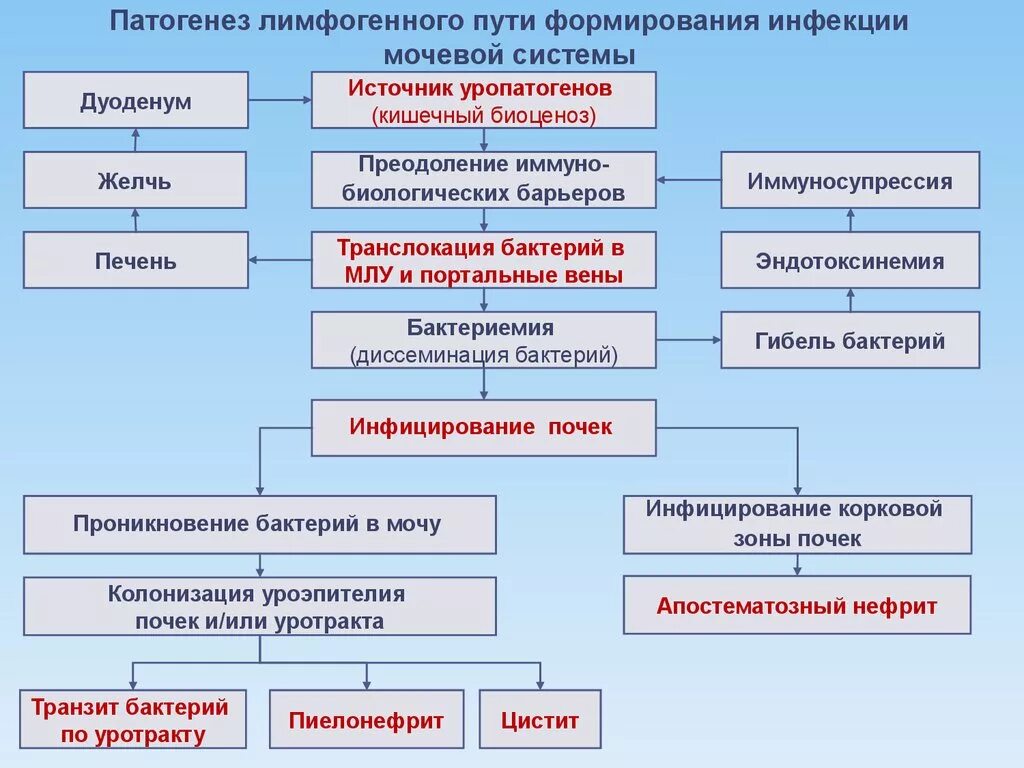 Инфекция мочевыводящих у женщин лечение. Патогенез инфекции мочевыводящих путей. инфекция мочевых путей патогенез. патогенез инфекции мочевыводящих путей у детей. цистит патогенез.