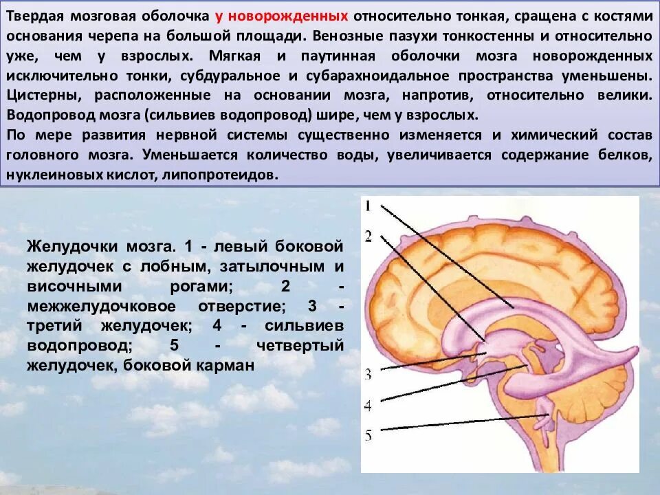 Оболочки головного мозга желудочки головного мозга. Система желудочков головного мозга. Желудочки головного мозга анатомия. Левый боковой желудочек мозга. Расширение желудочков мозга у ребенка