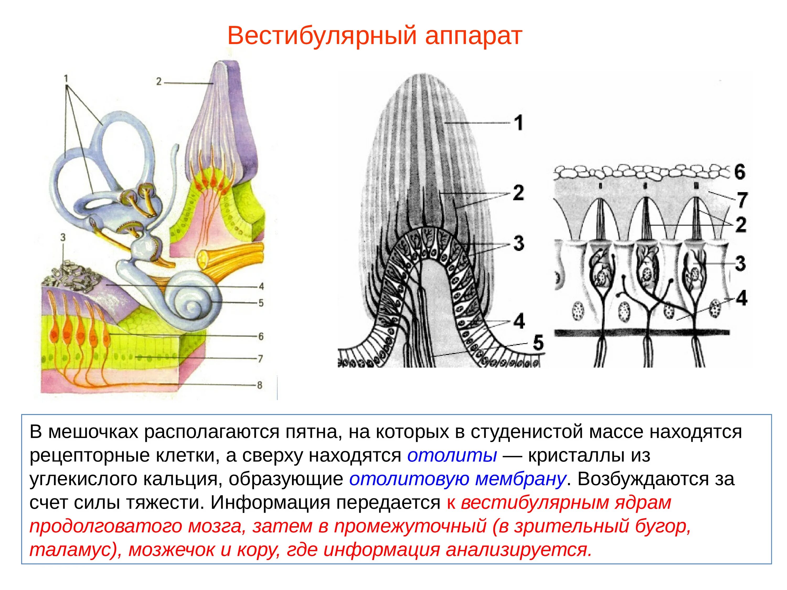 Преддверие вестибулярного аппарата. Орган равновесия отолитовый аппарат. Волосковые клетки вестибулярного аппарата. Рецепторный аппарат вестибулярного анализатора. Вестибулярный аппарат отолиты у человека.