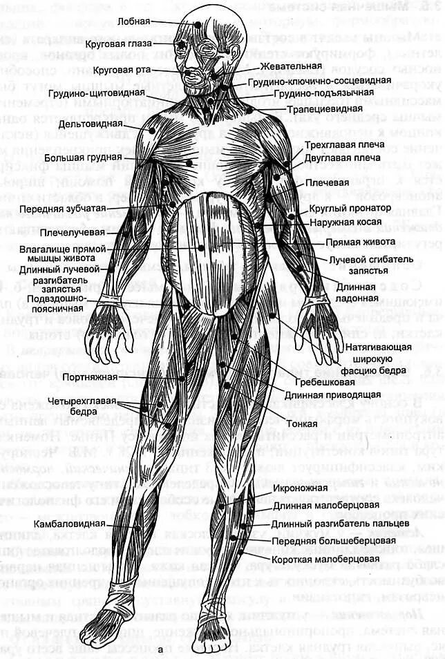 Какое количество мышц у человека. Схема группы скелетных мышц. Мышечная система человека анатомия таблица. Основные мышцы человека и их функции. Функции мышц человека анатомия.