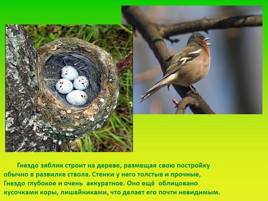 Птицы выводят потомство