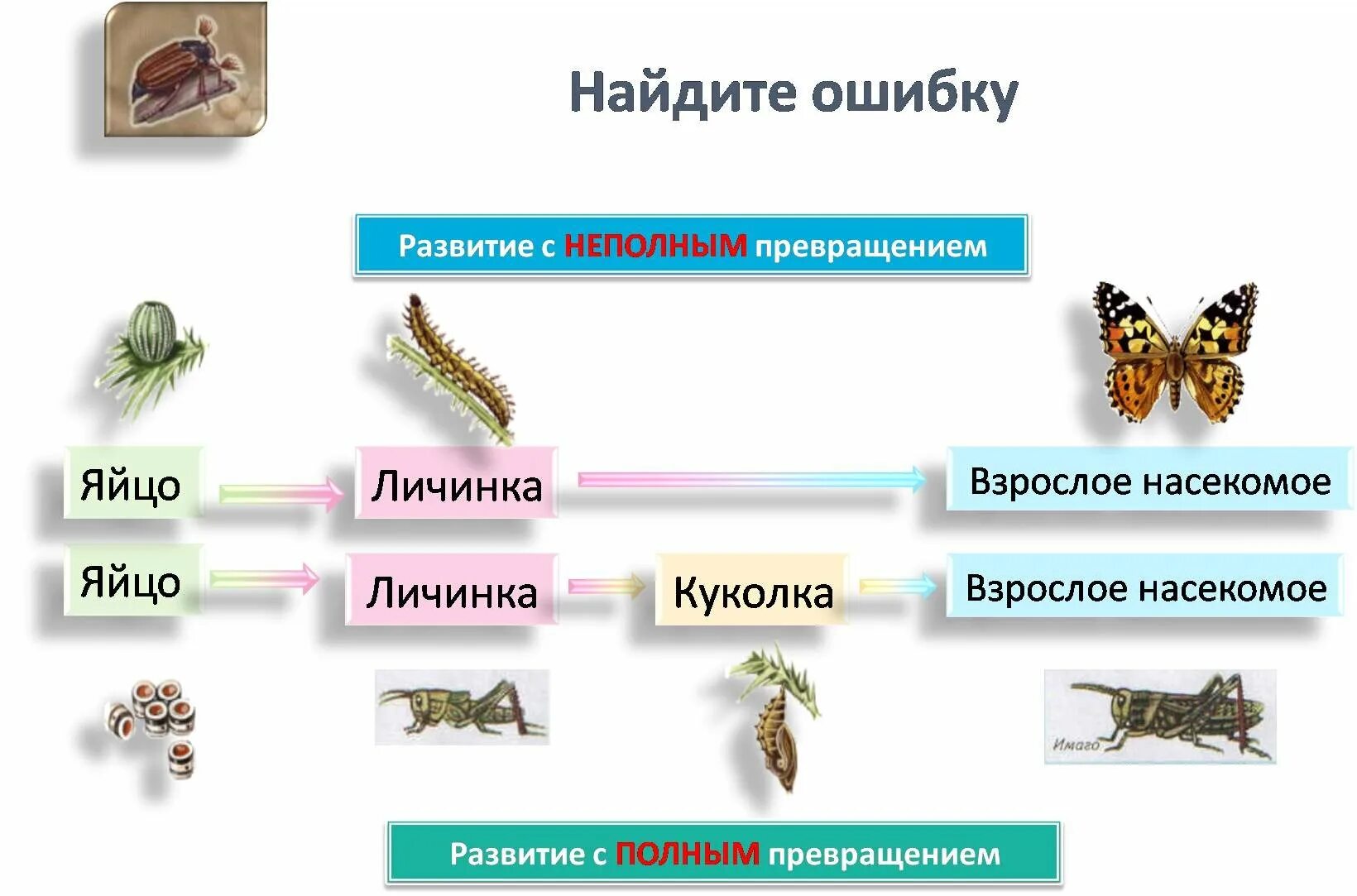 Полный метаморфоз стадии. Цикл развития насекомых схема. Циклы развития насекомых 7 класс. Цикл развития насекомых 4 класс. Размножение и развитие насекомых 7 класс биология.