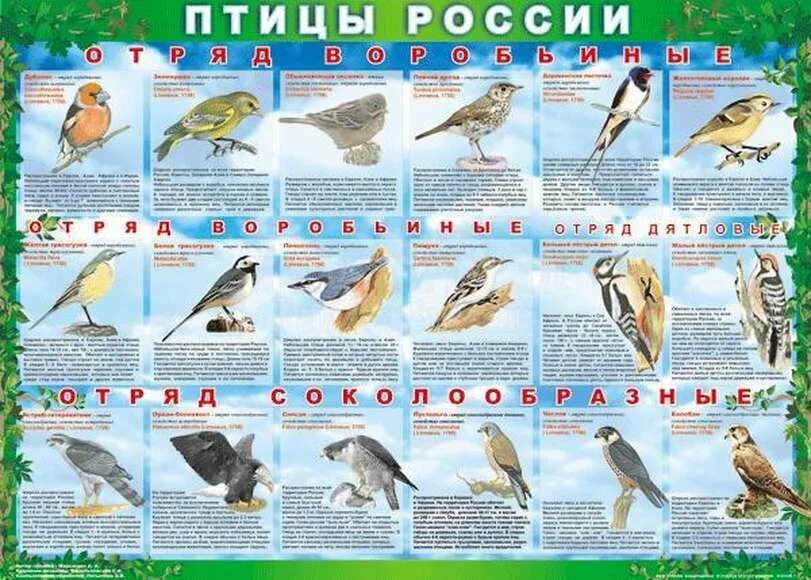 Таблица по птицам 8 класс. Комплект таблиц птицы России 4 листа 70х100 винил. Птицы России таблица. Таблица по птицам. Птицы биология таблица.