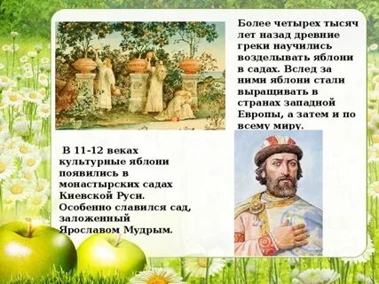 Золотое яблоко легенда