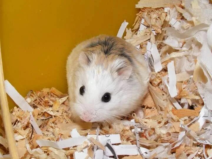 Хомяк декоративный. Хомяк джунгарский. Hamster kombar. Королевский сирийский хомяк. Хомяк картинка.