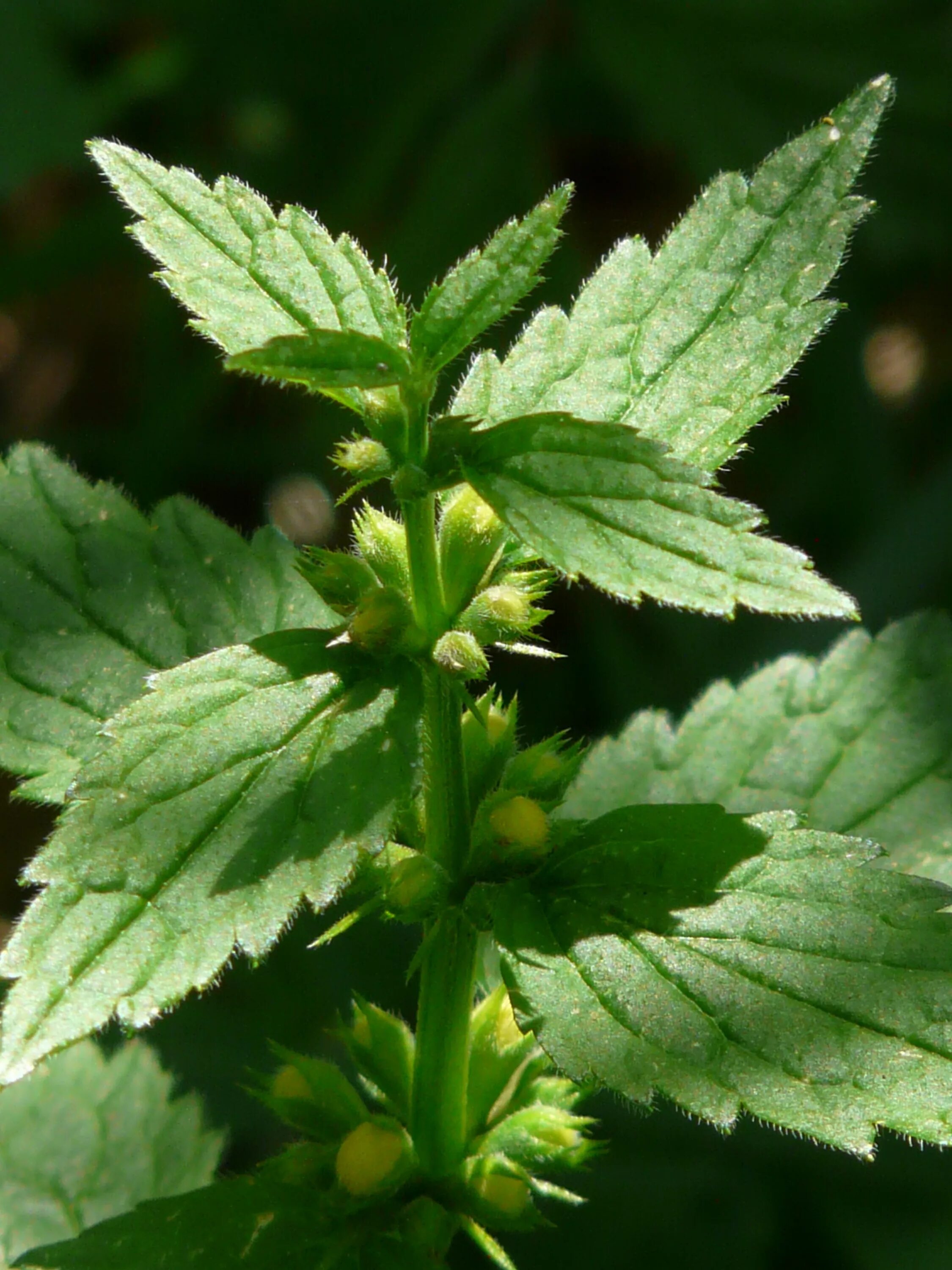 Крапива двудомная. Lamium galeobdolon. Мята двудомная. Крапива обыкновенная.