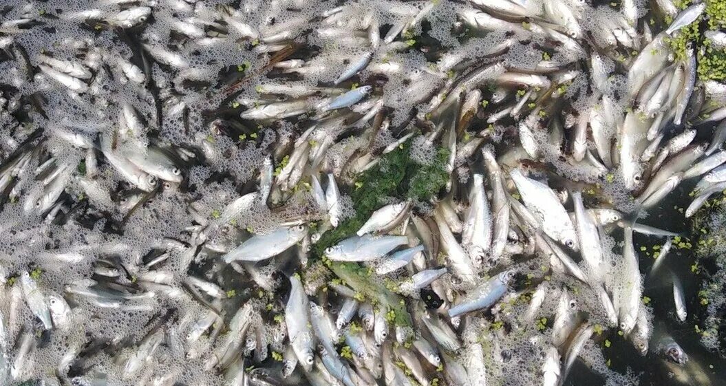 Погибло много рыбы. Растения и животные реки Чапаевка Самарская область. Гибель рыбы в Астрахани 2023. Растения животные реки Самарской области река Чапаевка. Отравление рыбы на реке Мечетка.