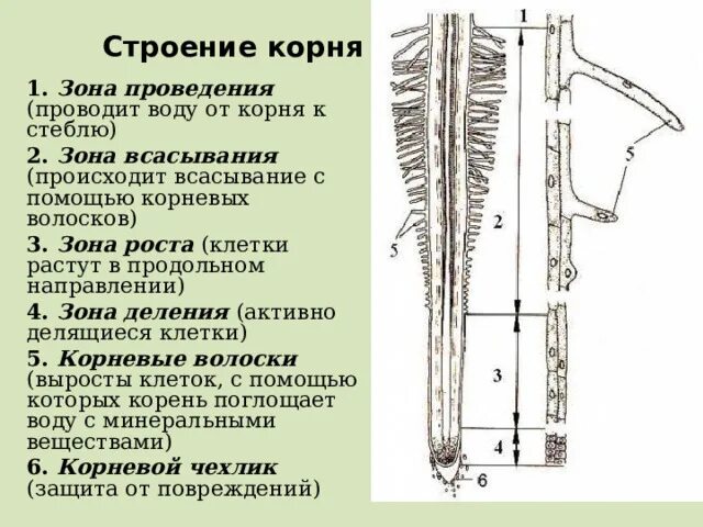 Клетки зоны всасывания корня. Строение корня в зоне всасывания. Зона проведения корня строение. Строение корневого волоска.