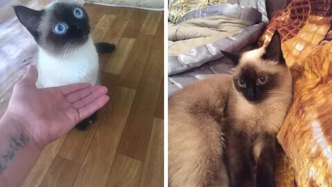Избили кошку